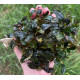 Buсephalandra sp. Kualakuayan 2