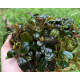 Buсephalandra sp. Kualakuayan 2