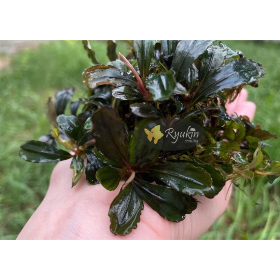Buсephalandra sp. Kualakuayan 2