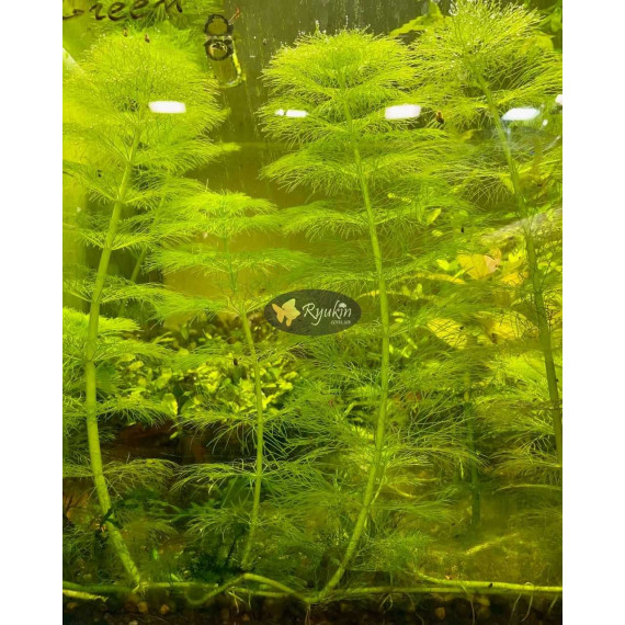 Лімнофіла Королівська (Limnophila Aquatica)