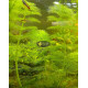 Лімнофіла Королівська (Limnophila Aquatica)