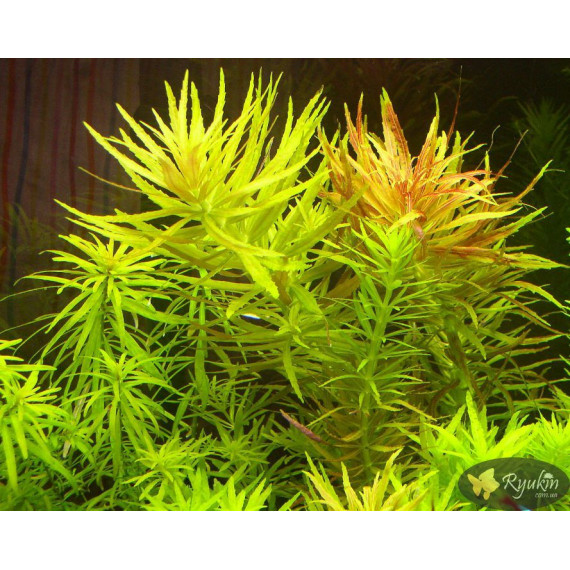 Лімнофіла Ароматика (Limnophila Aromatica)