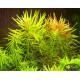 Лімнофіла Ароматика (Limnophila Aromatica)