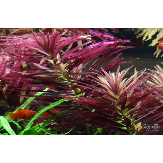 Лімнофіла Ароматика (Limnophila Aromatica)