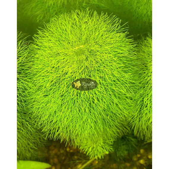 Лімнофіла Королівська (Limnophila Aquatica)