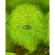 Лімнофіла Королівська (Limnophila Aquatica)