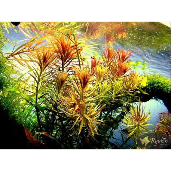 Лімнофіла Ароматика (Limnophila Aromatica)