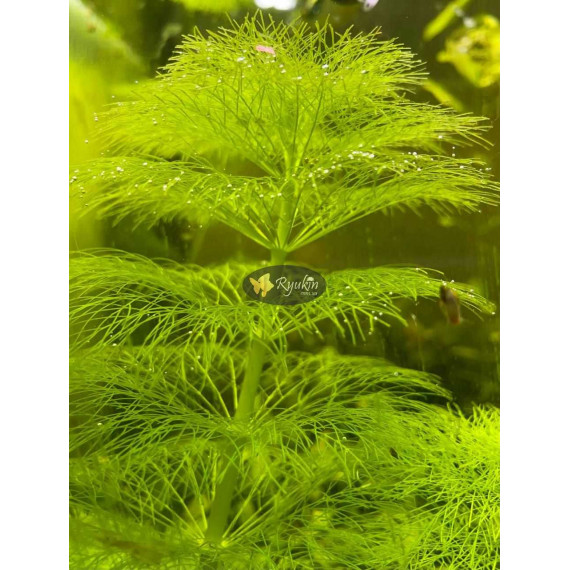 Лімнофіла Королівська (Limnophila Aquatica)