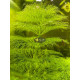 Лімнофіла Королівська (Limnophila Aquatica)