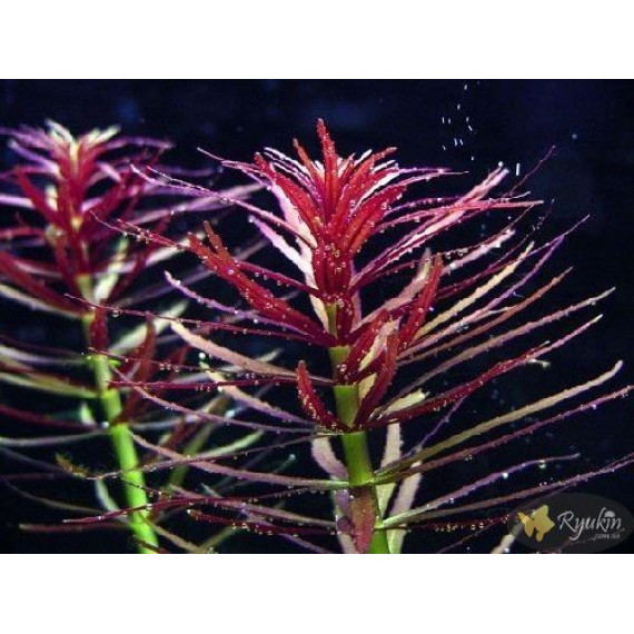 Лімнофіла Ароматика (Limnophila Aromatica)