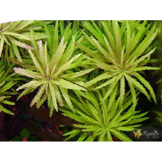 Лімнофіла Ароматика (Limnophila Aromatica)