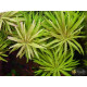 Лімнофіла Ароматика (Limnophila Aromatica)