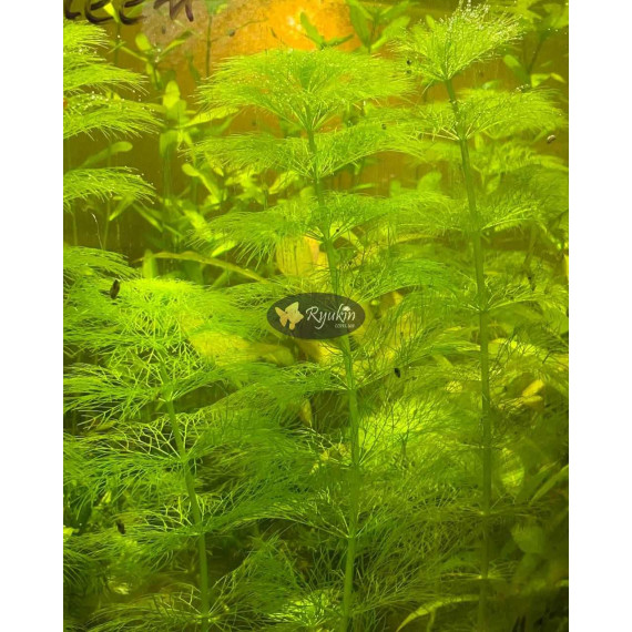 Лімнофіла Королівська (Limnophila Aquatica)