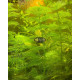 Лімнофіла Королівська (Limnophila Aquatica)