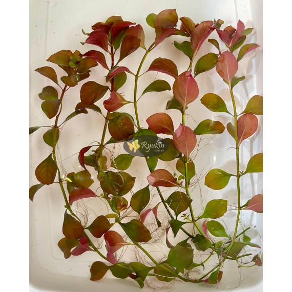 Людвігія Болотна (Ludwigia Palustris)