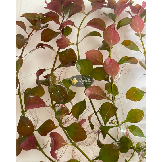 Людвігія Болотна (Ludwigia Palustris)