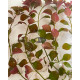 Людвігія Болотна (Ludwigia Palustris)