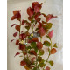 Людвігія Болотна (Ludwigia Palustris)