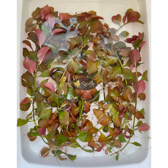 Людвігія Болотна (Ludwigia Palustris)