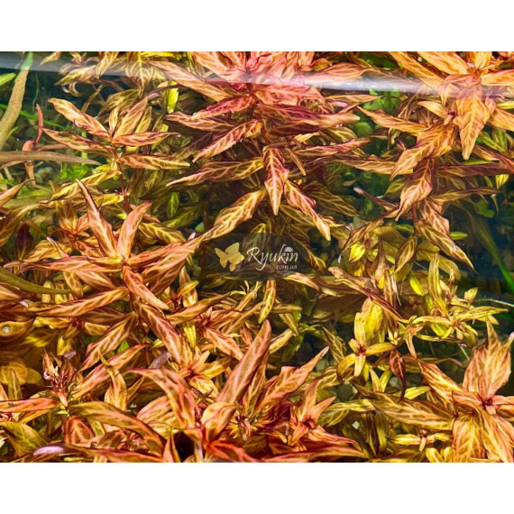 Ротала Макрандра Тигр (Rotala Macrandra Variegated)