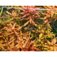 Ротала Макрандра Тигр (Rotala Macrandra Variegated)