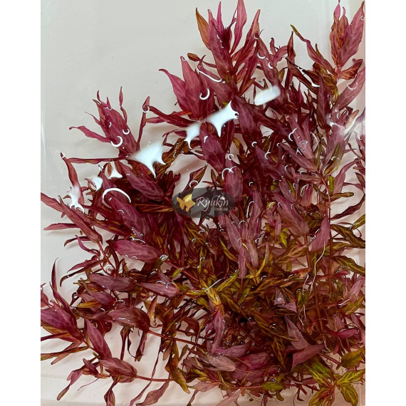 Ротала Макрандра Тигр (Rotala Macrandra Variegated)