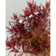 Ротала Макрандра Тигр (Rotala Macrandra Variegated)