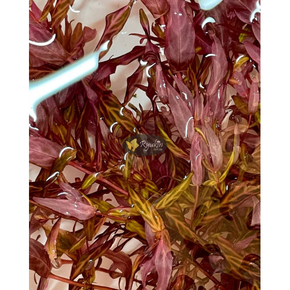 Ротала Макрандра Тигр (Rotala Macrandra Variegated)