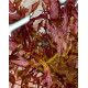 Ротала Макрандра Тигр (Rotala Macrandra Variegated)