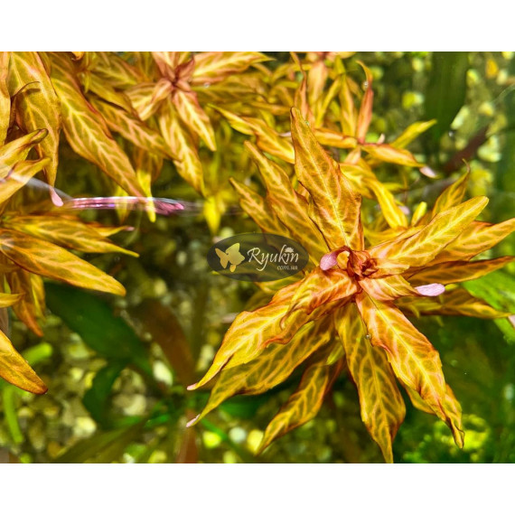 Ротала Макрандра Тигр (Rotala Macrandra Variegated)