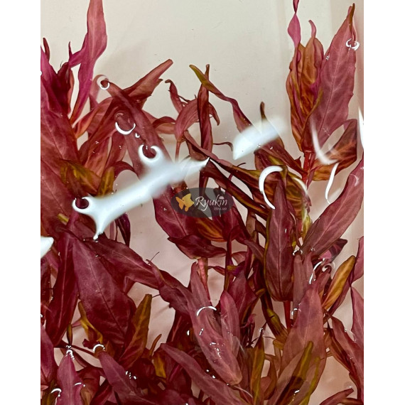 Ротала Макрандра Тигр (Rotala Macrandra Variegated)