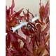 Ротала Макрандра Тигр (Rotala Macrandra Variegated)