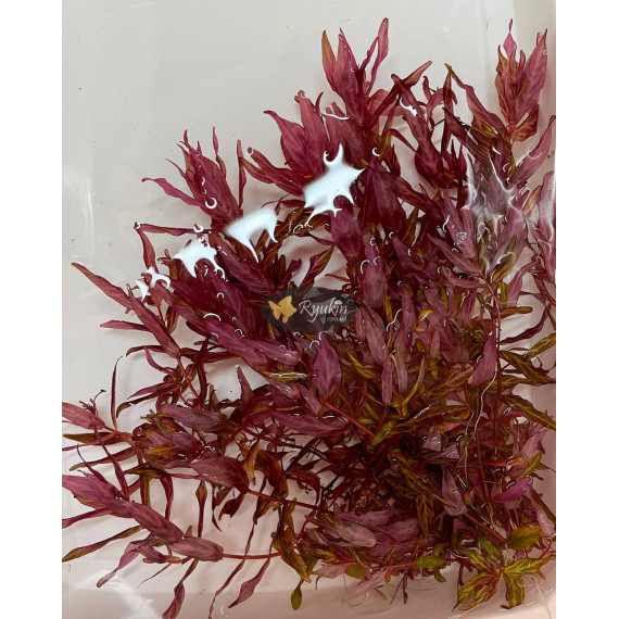 Ротала Макрандра Тигр (Rotala Macrandra Variegated)