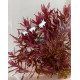 Ротала Макрандра Тигр (Rotala Macrandra Variegated)
