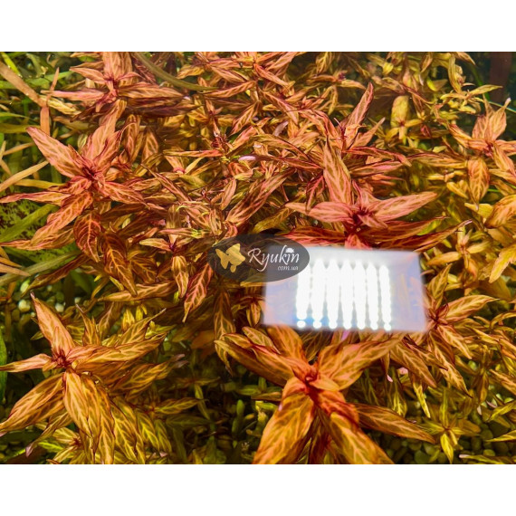 Ротала Макрандра Тигр (Rotala Macrandra Variegated)