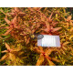 Ротала Макрандра Тигр (Rotala Macrandra Variegated)