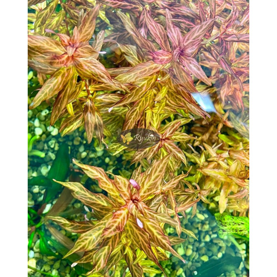 Ротала Макрандра Тигр (Rotala Macrandra Variegated)