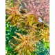 Ротала Макрандра Тигр (Rotala Macrandra Variegated)