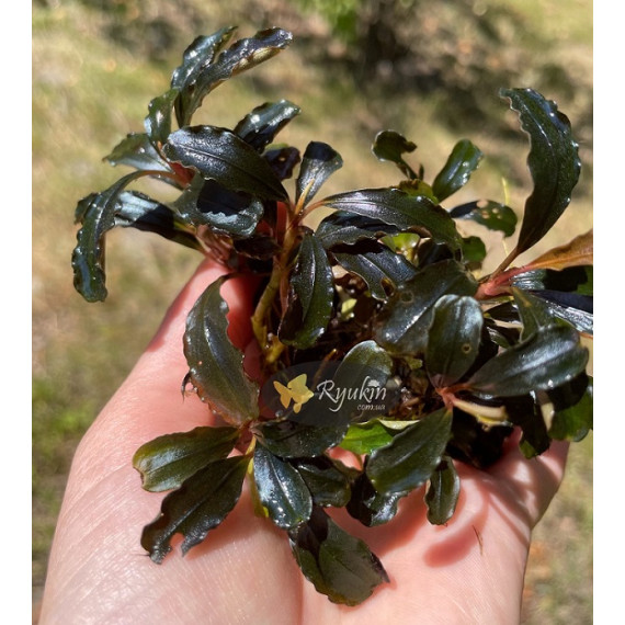 Bucephalandra cf. motleyana Black Purple