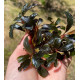 Bucephalandra cf. motleyana Black Purple