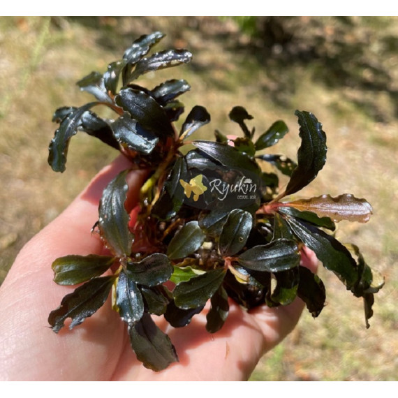 Bucephalandra cf. motleyana Black Purple