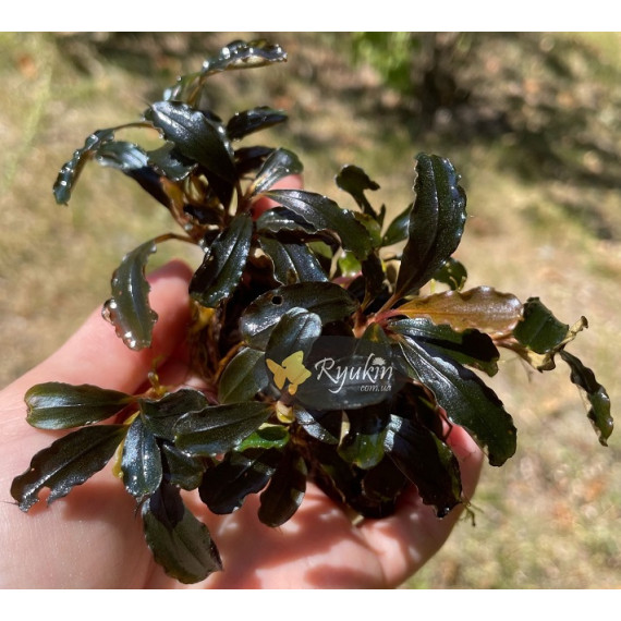 Bucephalandra cf. motleyana Black Purple