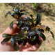 Bucephalandra cf. motleyana Black Purple