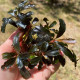 Bucephalandra cf. motleyana Black Purple