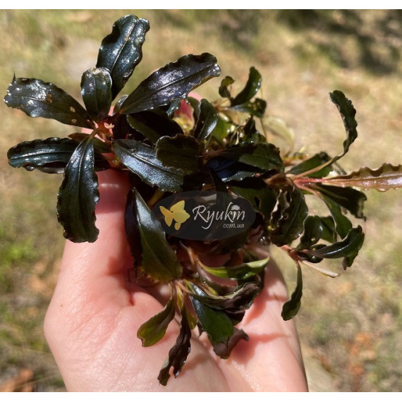 Bucephalandra cf. motleyana Black Purple