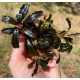 Bucephalandra cf. motleyana Black Purple