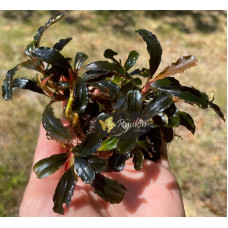 Bucephalandra cf. motleyana Black Purple