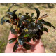 Bucephalandra cf. motleyana Black Purple