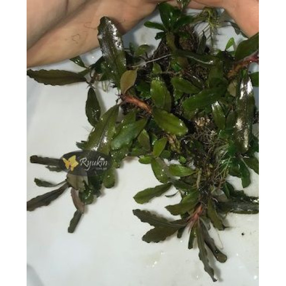 Bucephalandra cf. Motleyana Giant