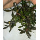 Bucephalandra cf. Motleyana Giant